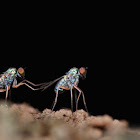 Long Legged fly - Courting