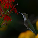 Ruby Throat hummingbird