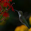 Ruby Throat hummingbird