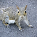 The Eastern Gray squirrel