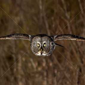 by Jean Verret - Animals Birds