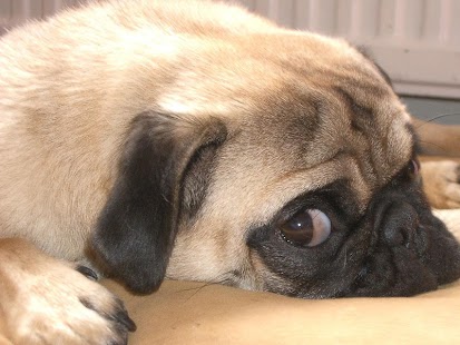 How to download Its a Pug life 1.01 apk for bluestacks