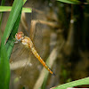 Yellow-tailed Ashy Skimmer (Chatur)