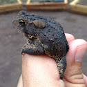 American Toad