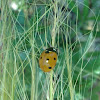 Seven-spotted Ladybug