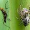 jumping spider and banana stalk fly