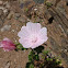 Musk-mallow