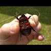 Rhinoceros beetle (female)