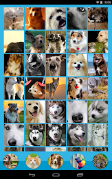 Animal Wallpapers poster 7