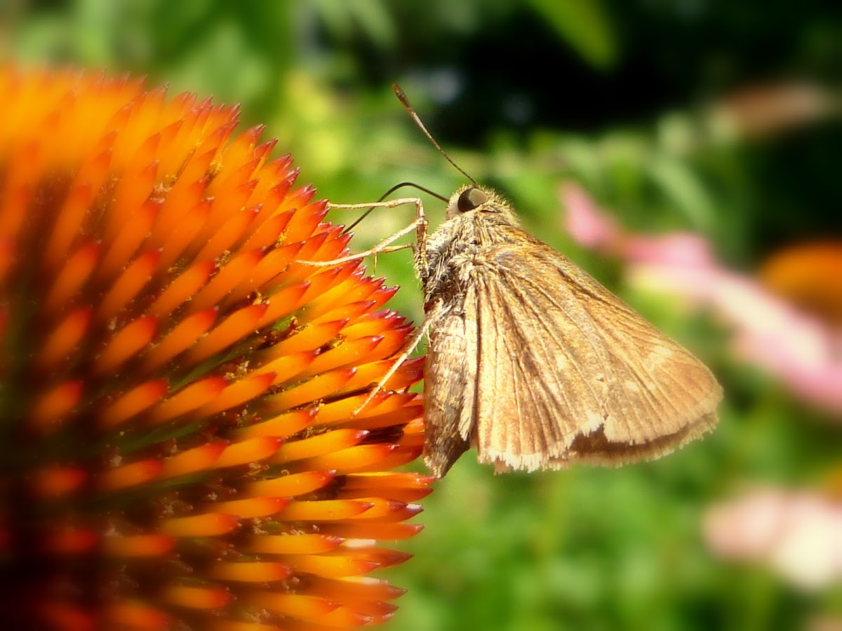 Sachem Skipper Butterfly