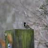 Male Reed Bunting