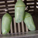 Monarch (chrysalises and adult)