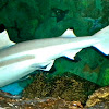 Pacific Blacktip Shark