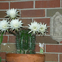 Cactus flower