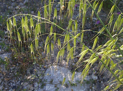 Avena sterilis,
animated oat,
avena caballuna,
avena estéril,
avena loca,
Avena maggiore,
aveão,
avoine animée,
avoine stérile,
balanco-maior,
folle avoine de Ludovic,
folle avoine à grosses graines,
sterile oat,
Tauber Hafer