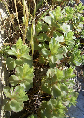 Sedum stellatum,
Borracina spinosa