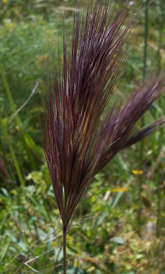 Bromus rubens,
brome rougeâtre,
Forasacco purpureo,
foxtail brome,
foxtail chess,
plumerillo rojo,
red brome,
Rote Trespe