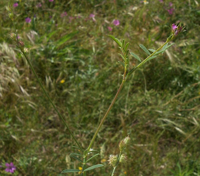 Onobrychis caput-galli,
Cockscomb Sainfoin,
cockshead sainfoin,
Lupinella cresta di gallo