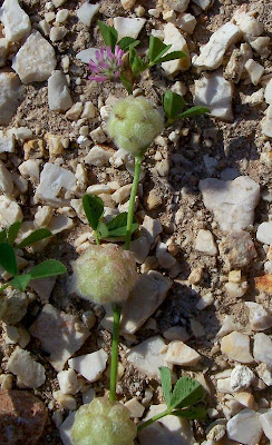 Trifolium tomentosum,
Filziger Klee,
trevo-tomentoso,
Trifoglio tomentoso,
trèfle cotonneux,
trébol de algodón,
woolly clover,
woolly-head clover