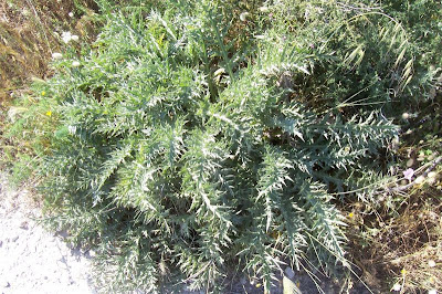 Atractylis gummifera,
acanthomastich,
Masticogna laticifera,
Pine Thistle,
pseudomastich