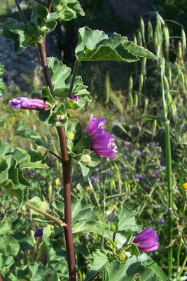 Lavatera arborea,
Baum-Malve,
Malvone maggiore,
tree mallow,
tree-mallow