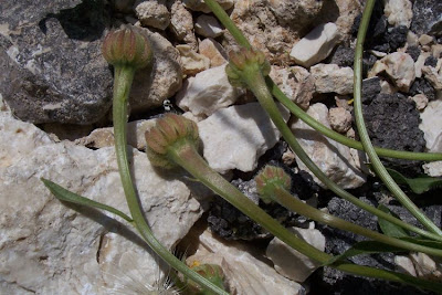 Hedypnois cretica,
Cretanweed,
Radicchio tubuloso,
Scaly Hawkbit