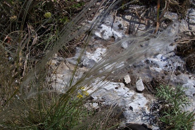 Stipa austroitalica,
Lino delle fate piumoso,
Pennacchini,
Piumette,
Piumini