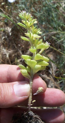 Sedum stellatum,
Borracina spinosa