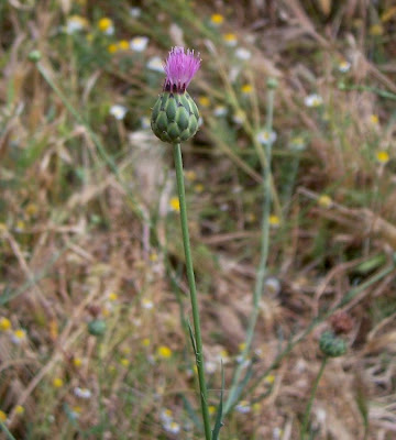 Mantisalca salmantica,
dagger flower,
dagger-flower,
Fiordaliso di Salamanca,
Mantisalca