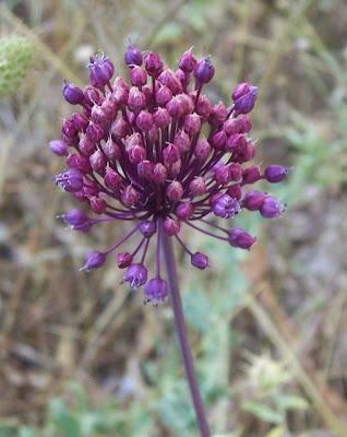 Allium ampeloprasum,
broadleaf wild leek,
Porraccio,
Wild Leek