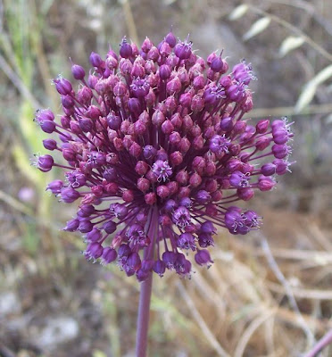 Allium ampeloprasum,
broadleaf wild leek,
Porraccio,
Wild Leek