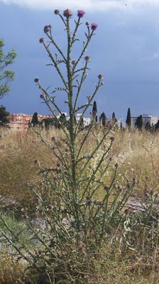 Onopordum illyricum,
cardo-ilírico,
Illyrian cottonthistle,
Illyrian thistle,
Onopordo maggiore