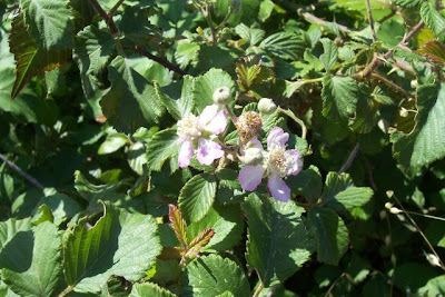 Rubus ulmifolius,
Elm Leaf Blackberry,
elm-leaf blackberry,
elmleaf blackberry,
Rovo comune,
Sand-Brombeere,
zarzamora