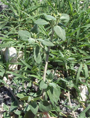 Chenopodium vulvaria,
arrach,
Brinaiola,
chénopode puant,
Connina,
Farinello puzzolente,
fedegosa,
hierba hedionda,
stinkender Gänsefuß,
stinking goosefoot,
vulvaria