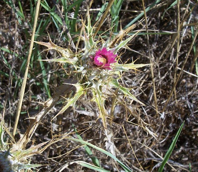 Carlina lanata,
Carlina lanosa,
Woolly Carline Thistle