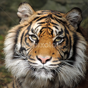 Daseep by Kathryn Willett - Animals Lions, Tigers & Big Cats