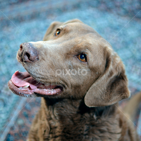 Ben by Eric Herr - Animals - Dogs Portraits