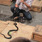 Monacled Cobra