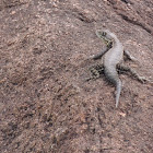 Eastern Collared Spiny Lizard
