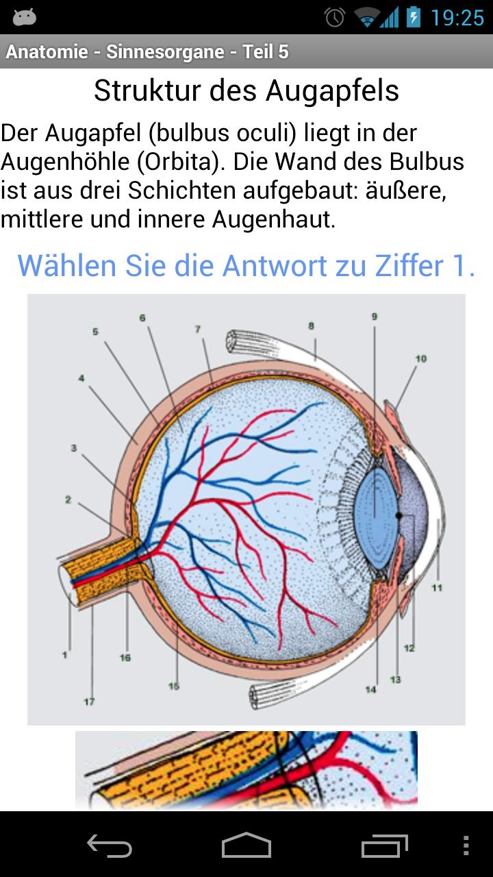 Anatomy - Sensory Organs 2 Screen 2