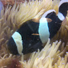 Saddleback Clownfish