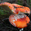 Amanita muscaria