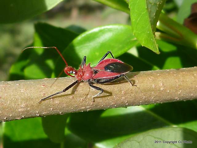 Large Orange Assassin Bug