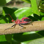 Large Orange Assassin Bug
