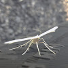 White plume moth