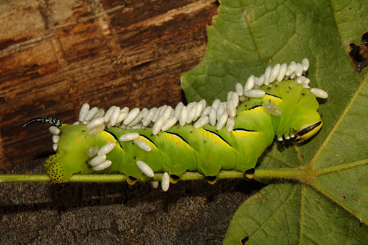 Laurel Sphinx Caterpillar