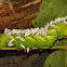 Laurel Sphinx Caterpillar