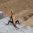 South Indian rock agama