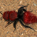 Red Velvet Ant