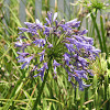 African lily or Nile lily